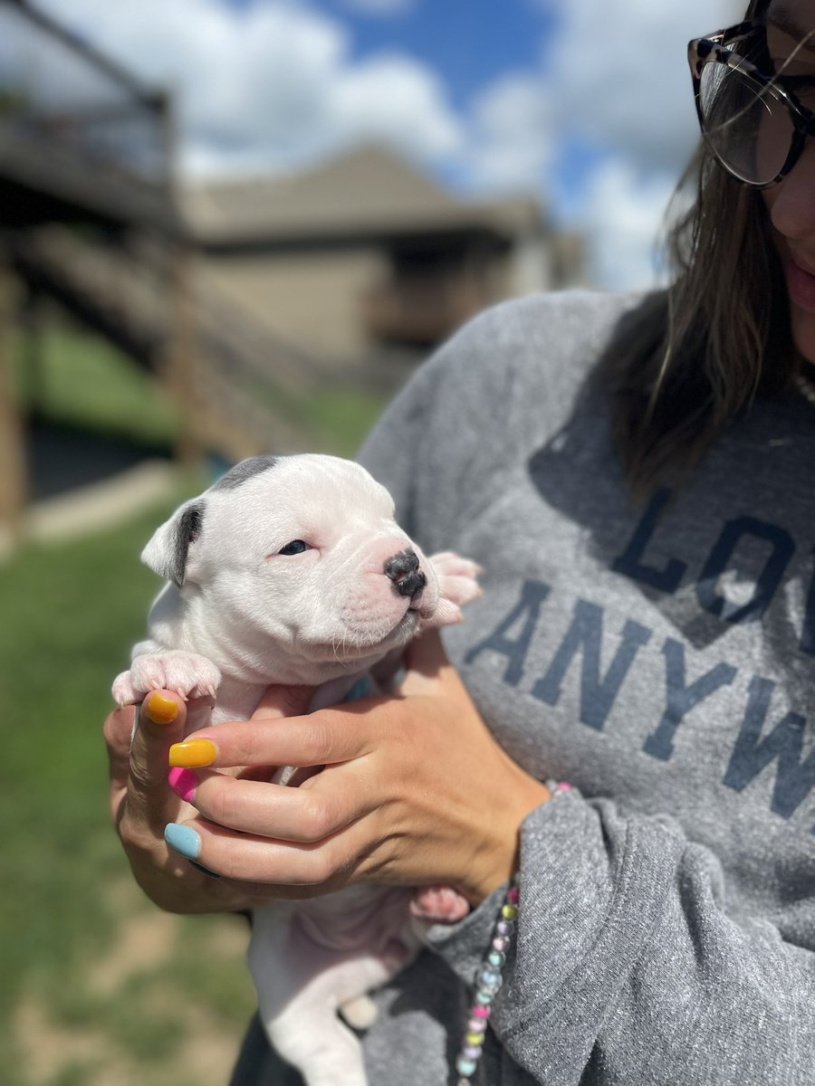 seriouschick's tweet photo. Da babies went outside!! #kcpp #AdoptDontShop https://t.co/sFNolfVA0V
