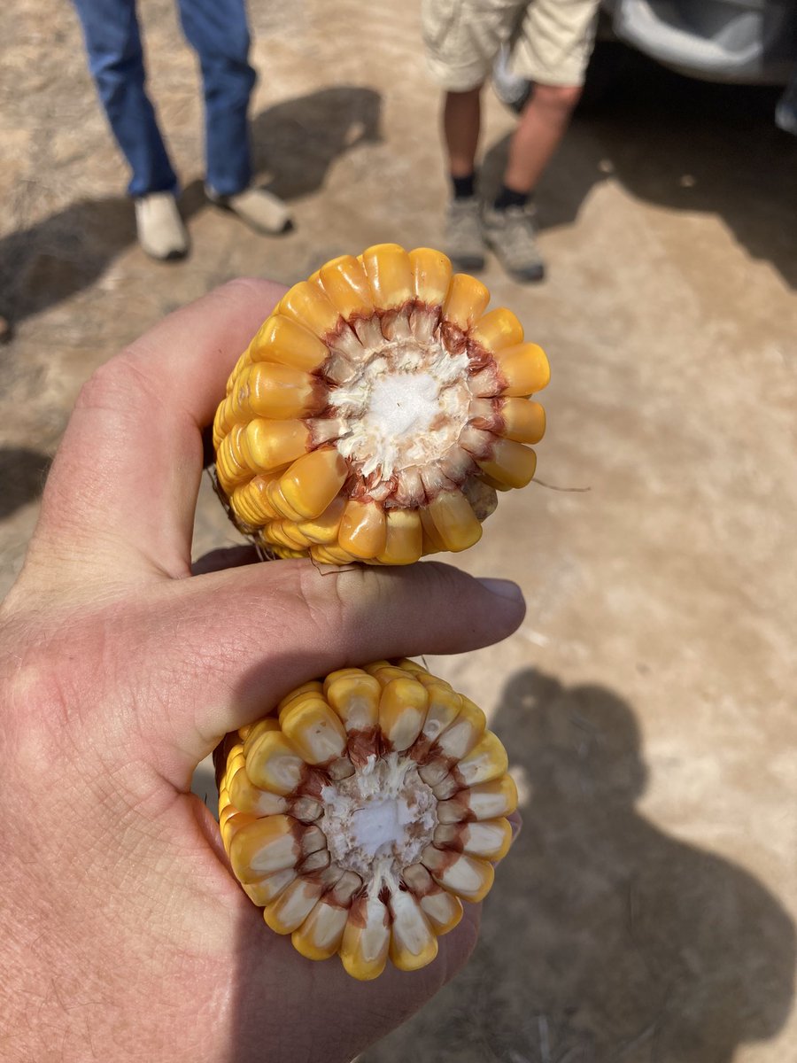 NevertillUli's tweet photo. Schön wars….#soilfert #dd https://t.co/8HMfpHOb4M