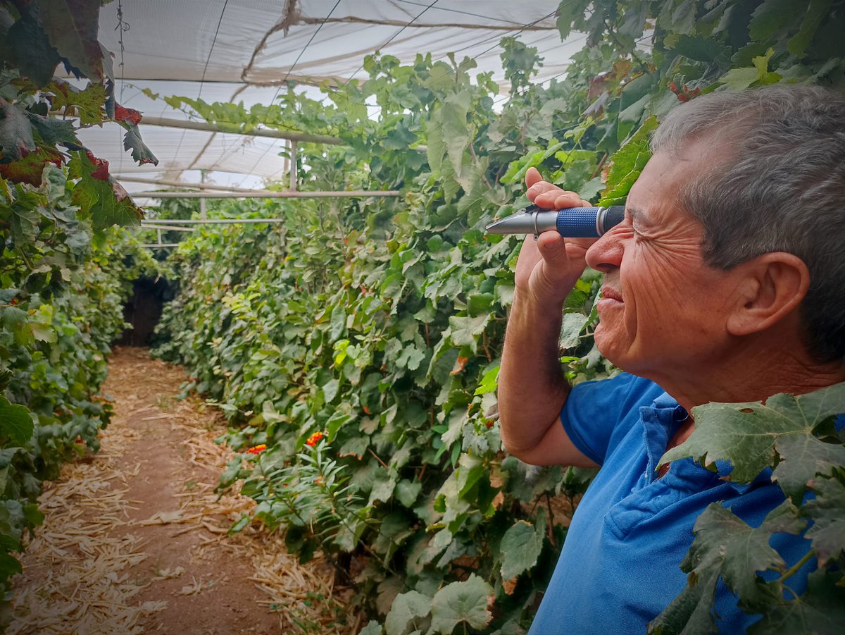yessamarc's tweet photo. 🌿👨🏼🌾👩🏼🌾🍷Todo listo para la próxima experiencia enoturística en Agüimes, Noche de Vendimia, organizada en el marco de la Ruta del Vino de Gran Canaria, tic tac!! 🍇🍇🍇 #experienciaenológica #agüimes #viticultura #bodegamunicipal #señoríodeagüimes #agüimes #municipioenoturístico https://t.co/VBV7HcVrtC