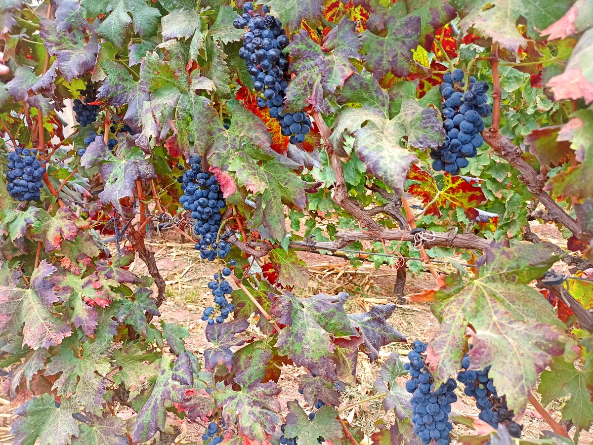 yessamarc's tweet photo. 🌿👨🏼🌾👩🏼🌾🍷Todo listo para la próxima experiencia enoturística en Agüimes, Noche de Vendimia, organizada en el marco de la Ruta del Vino de Gran Canaria, tic tac!! 🍇🍇🍇 #experienciaenológica #agüimes #viticultura #bodegamunicipal #señoríodeagüimes #agüimes #municipioenoturístico https://t.co/VBV7HcVrtC