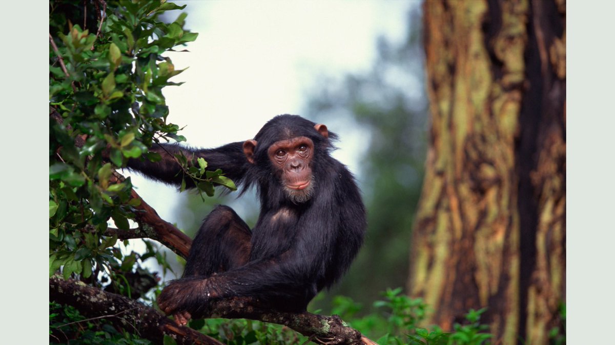 paidbackapp's tweet photo. Did you know that the #Chimpanzee is the most intelligent animal on the planet? 

Yes, they figure out how to use things as tools to get tasks done more efficiently. A chimp in debt would surely use the PaidbackApp as a tool to get free sooner! https://t.co/GzaCEBdUbu