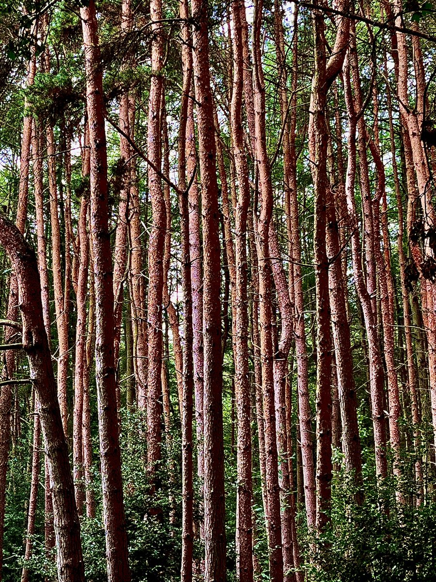 Mightychub's tweet photo. Aren’t trees brilliant? Enjoyed standing &amp; staring today @DVMillsWHS  enjoy &amp; appreciate your local woodland. Get out there! #Outspiration https://t.co/aNAMGJfHqQ