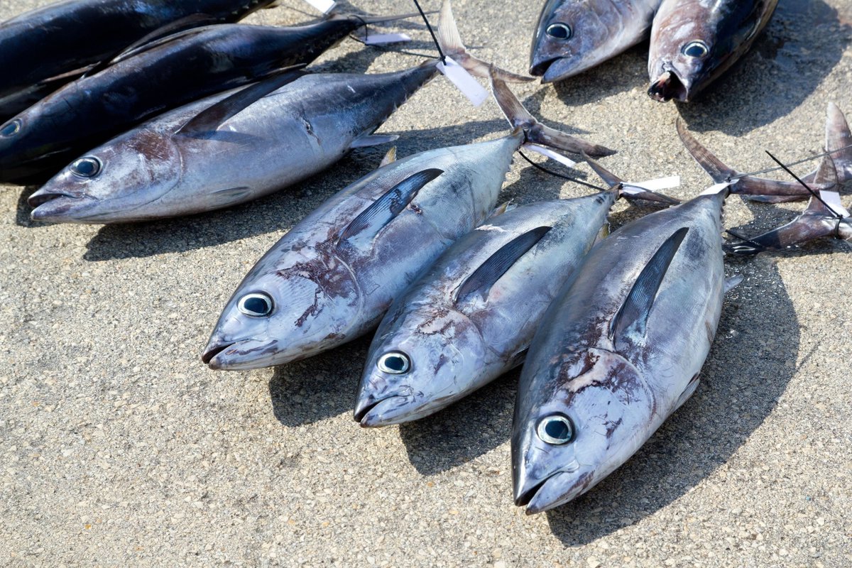 matacongrios's tweet photo. Hay que ayudar a los pescadores de bonito: llegaron hoy a puerto 150 000 kilos. Pide bonito fresco en tu pescadería. Échales una mano, consume bonito. Bastante sufren en la mar, merecen ganar un jornal digno. Un retuit por los pescadores de bonito, te lo agradecerán. https://t.co/zlwCGZbWmi