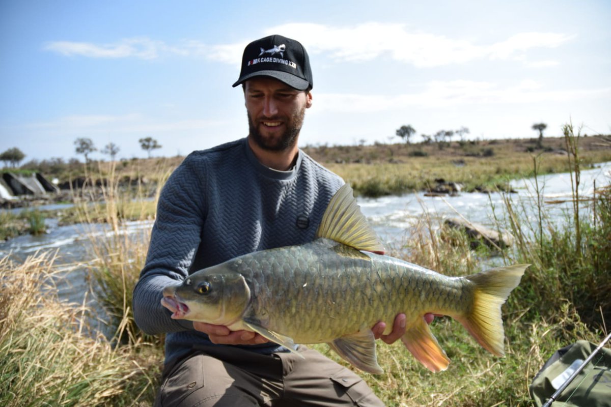VerhelstPJ's tweet photo. Kruger NP @SANParksKNP is without doubt famous for its terrestrial mammals🐘 and birds🦅. However, I found it pitty to see the NP holds so many #dams that block #migratory #fish, like #eels, #tigerfish and #yellowfish. NPs should not be only about terrestrial conservation! https://t.co/44hObAxMZx