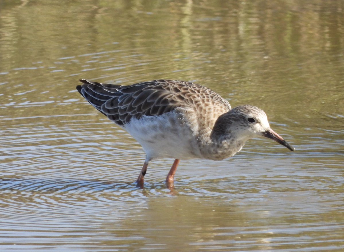 Ruff in front of the hide at Bowling Green Marsh and Curlew Sand on the Clyst at low tide this evening <a href="/RSPBExeEstuary/">RSPB Exe Estuary & Darts Farm</a>