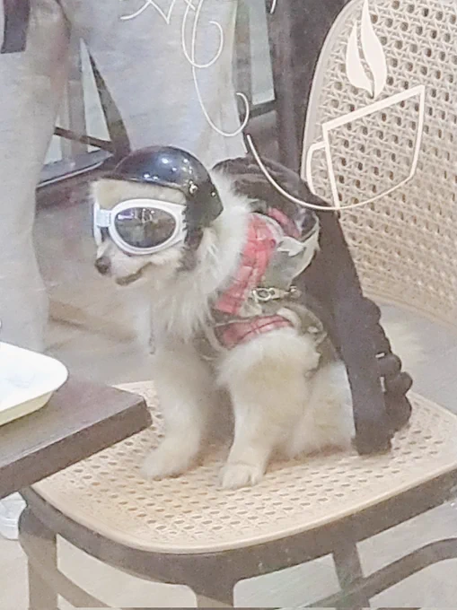 saw this dog today and i havent recovered slkdkskla 