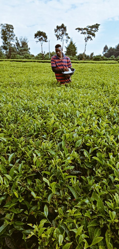 Labaxter91's tweet photo. Do it: Right fertilizer, right timing, right placement and right quantity..
For a good tea farmer, do all this right and you smile to the bank...
@YaraKenya products is tested and itsπͺ
#yaramilajava
#itsfarmingtalk https://t.co/mvQ57PYISP