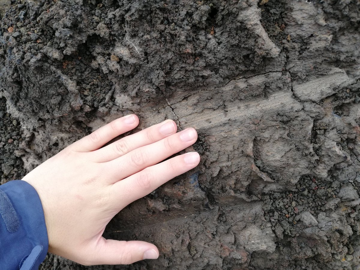 KPage tweet media