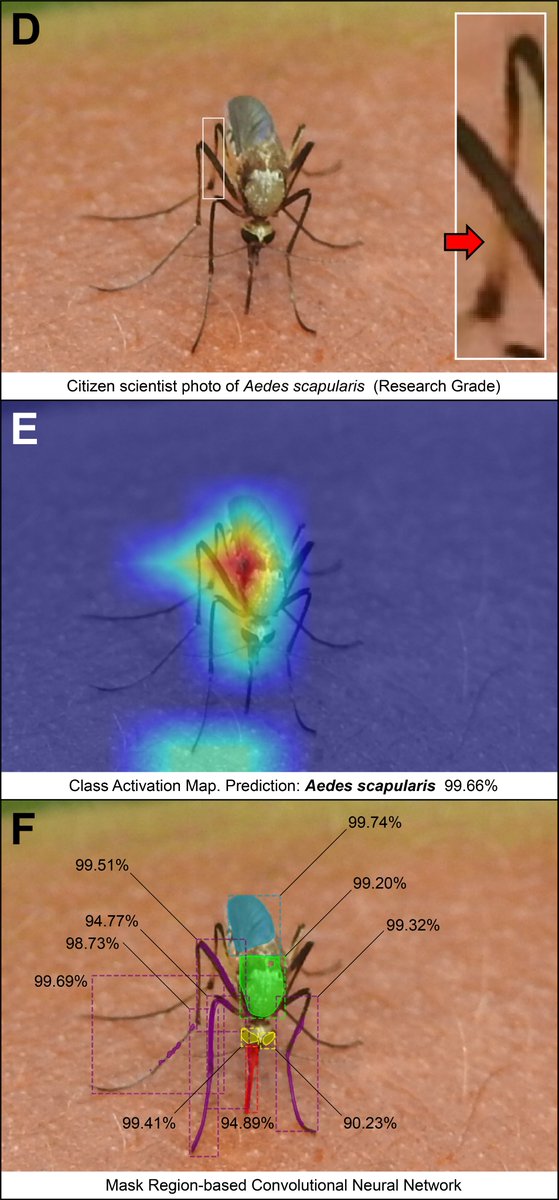 As featured in Biomedical Picture of the Day, our team is developing free tools to fight mosquito-borne #diseases around the world using #CitizenScience and #AI:

* map: mosquitodashboard.org
* study: bit.ly/3RyztIo
* press: bit.ly/3q30VSV

#AI #NASA #NSF #USF