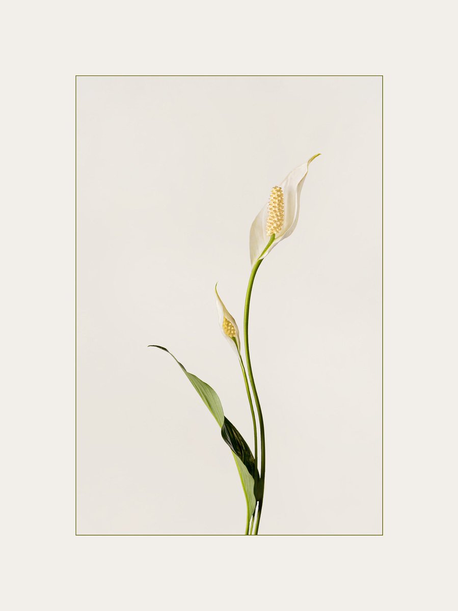 TakinShot's tweet photo. It’s #FunFactFriday, y’all did not think I forgot right? 😁

Did you know? 👀

White flowers gives off stronger scent than colored flowers! Jasmine, Lily, and  Honeysuckle are some of the examples! #FlowerFact #FlowerFriday https://t.co/pSbrgXlP85