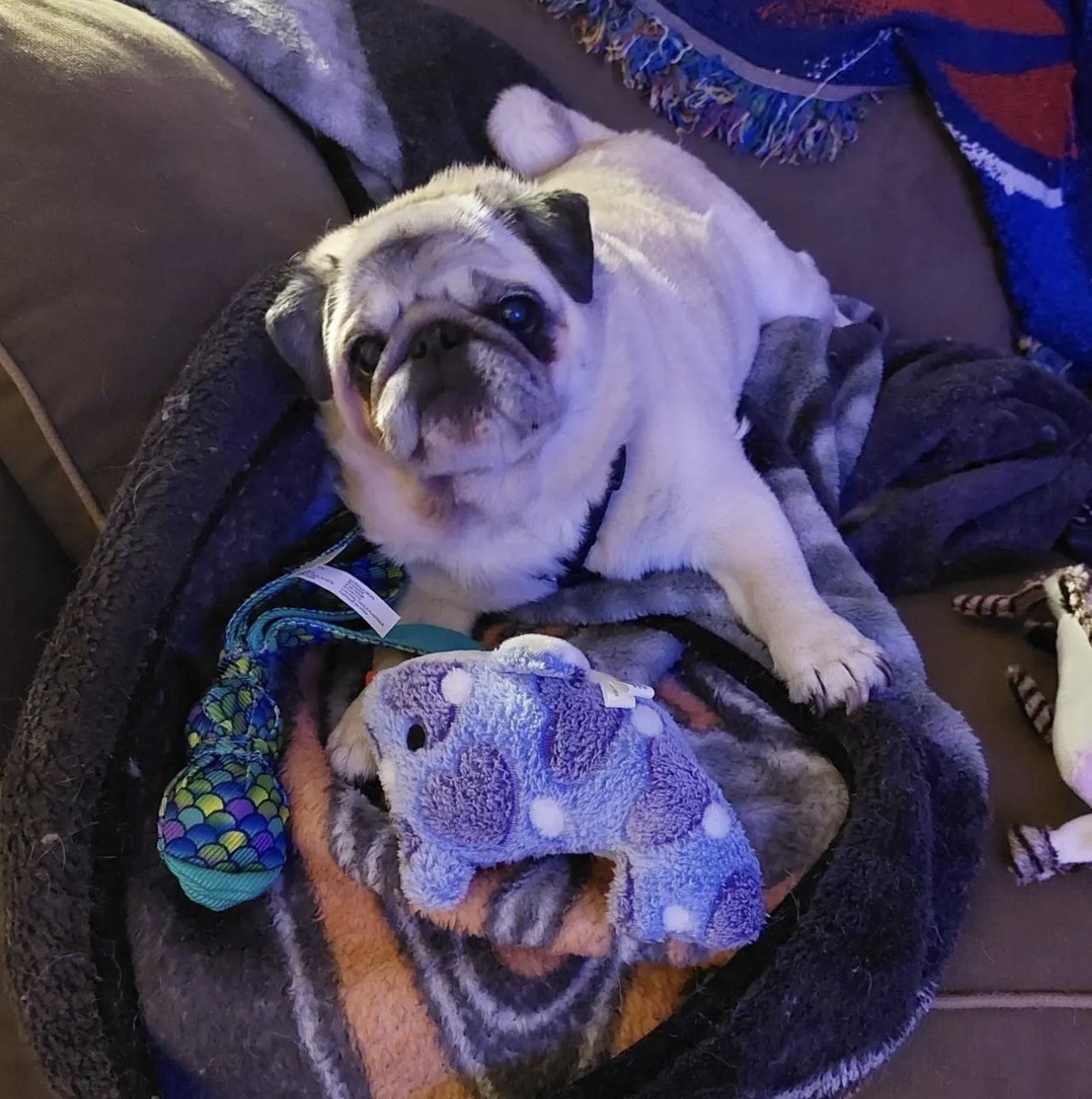 PugBoxes's tweet photo. We can't think of a better way to spend the day than partying with your pugs and exploring fun new treats, toys, and pug stuff! And we're pretty sure our friends Mischief and Tater agree! 😁
Happy Friday, friends!
#pugbox #pugs #pug #puglife #friday #fridayvibes https://t.co/uWL0FzrhWi