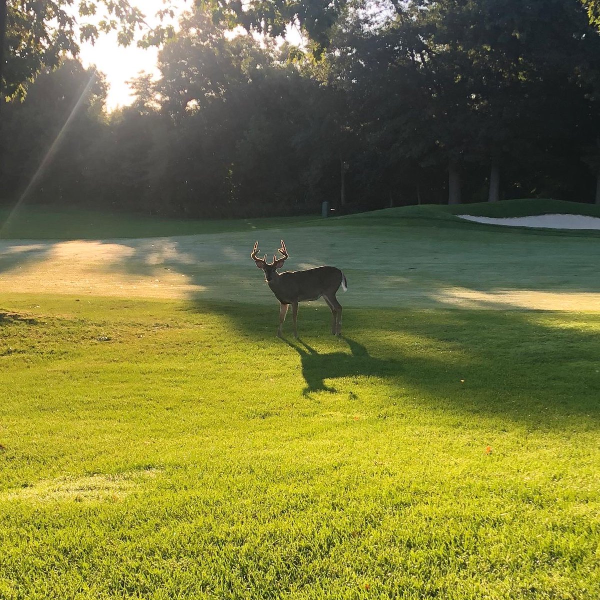 Lambton Golf & Country Club tweet media