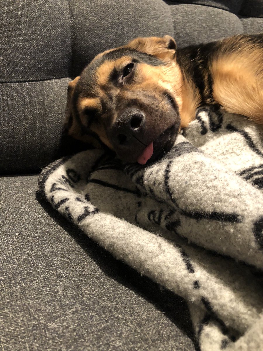 kvhansen71's tweet photo. @oceanbound @darth Martha is also sleepy https://t.co/ICqiebgact