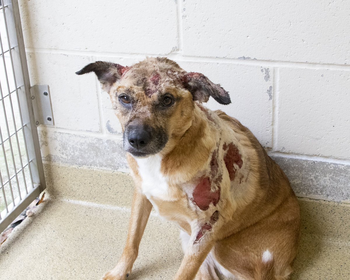 Investigators from <a href="/ARLBostonRescue/">Animal Rescue League of Boston</a> and <a href="/NorwoodPolice/">Norwood Police</a> are working to find whoever was responsible for inflicting severe burns across much of Annie’s body. If you have any info that can help them get justice for this dog please call them. More here: m.facebook.com/MassStatePolice