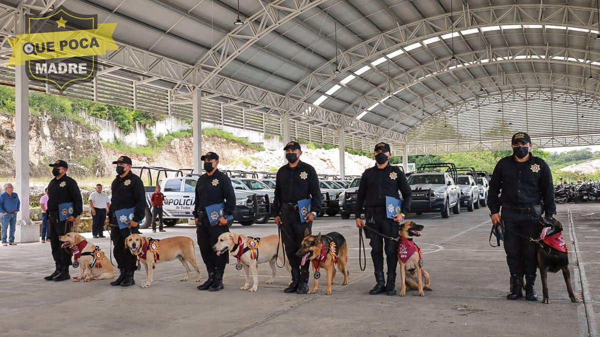 QuePocaMadreMex's tweet photo. PERRITOS JUBILADOS 🐶
Este viernes se llevó a cabo la ceremonia de #jubilación de 6 perritos quienes brindaron su servicio a la fuerza policial formando parte de la unidad K9.
Ellos son #Fuego, #Kira, #Joy, #Bruss, #Guadalupe y #Klevin. https://t.co/CKtmeCsYc5