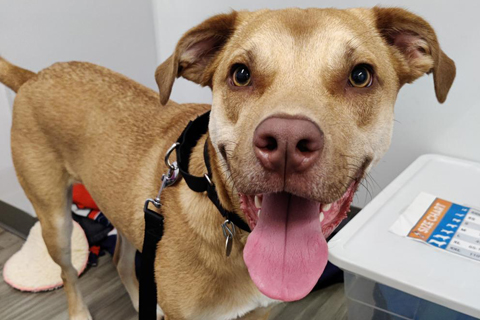 worthyinsurance's tweet photo. It's #FourLeggedFriday! Meet Tobias!
Heβs a happy-go-lucky fella whoβs ready for a life of adventure at your side! If you have a quiet home, a fenced in yard, and no other dogs, then you're a perfect match for Tobias.
Tobias is available for adoption at @PAWSChicago Chicago! https://t.co/UnmX9vevh9