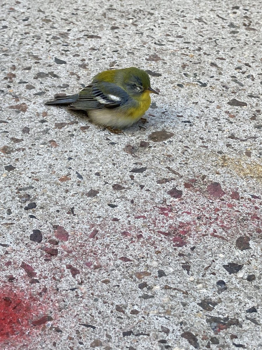 katherinezoepf's tweet photo. Does anyone happen to know what kind of bird this is? My daughter found him injured on the sidewalk—we just dropped him off at ⁦@wildbirdfund⁩ and really hope he’ll be ok https://t.co/4Me8uaqowz