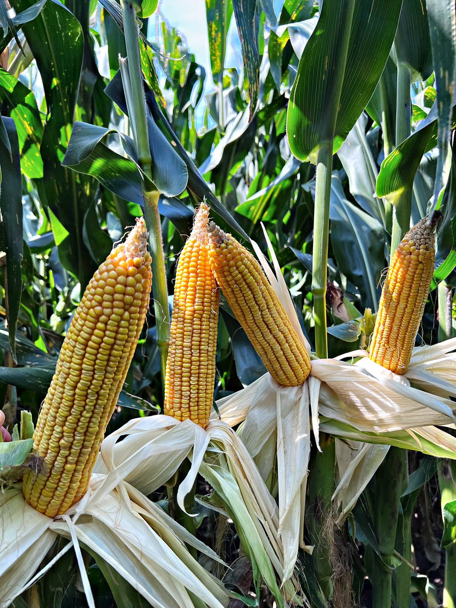 8AsianSensation's tweet photo. Industry-leading genetics pushed to 100% of its potential with progressive management practices. @PioneerSeeds P1185AM will be an impressive one come harvest. https://t.co/23aFkn9TwR