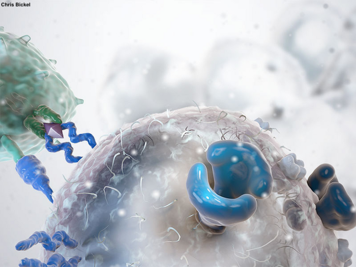 scisignal's tweet photo. New research from @FoxChaseCancer demystifies how cancer cells gain resistance to experimental PROTAC #CancerTherapy and suggests that PROTACs should be combined with lapatinib and other inhibitors of MDR1 to achieve durable responses. #MechanismMatters https://t.co/aFv7eBIxjP https://t.co/2DYRAdMWzV