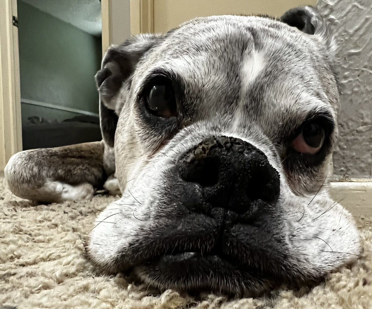 LouD3L3on's tweet photo. The look on my face when my owner tells me my comprehensive exam is scheduled @Banfield #11yrsyoung #almost12 #boxer #boxersofinstagram @tmobilegear I need another magenta frisbee! #tmobile #tmobilelife #tmobilewingman #tmobilesidekick #tmobilegear #tmobilepets https://t.co/KxM0P6PuvQ