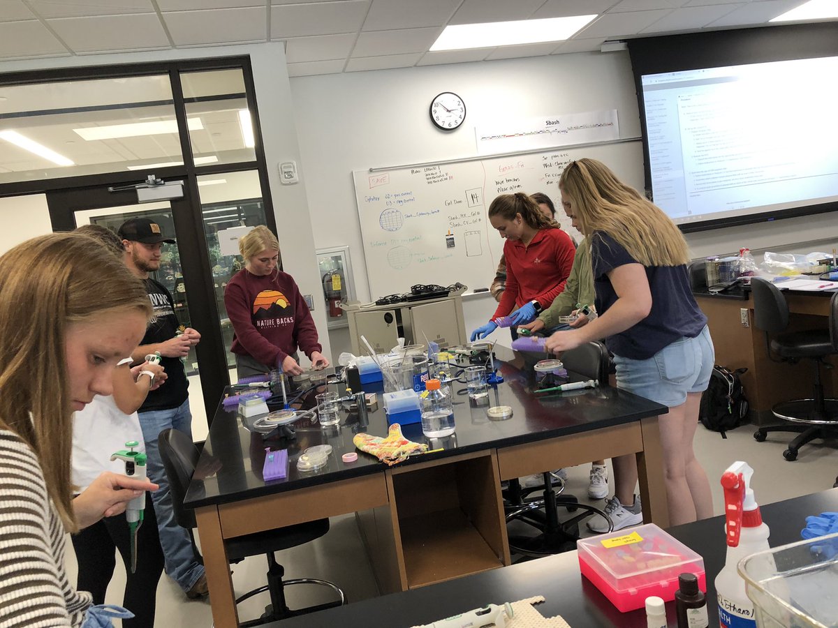 BiologyNwc's tweet photo. Did their isothermal assembly work? We’ll know tomorrow! @nwciowa #raidersresearch #SeaGenes https://t.co/1UZAfo5gJ8
