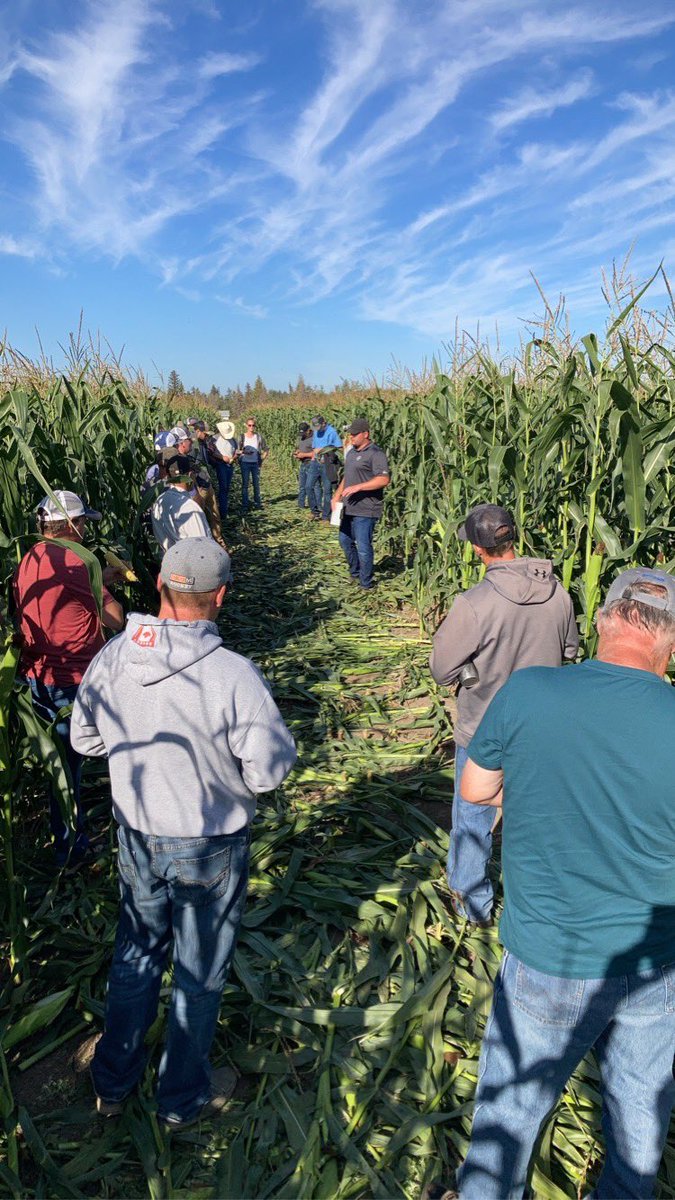 McEwensFF's tweet photo. It’s CORN! 🌽 Excellent turnout this morning for the annual Barrhead corn plot tour! Big thanks to our cooperator Triangle K Farms and @taylor_heck15 for their hard work…Also to @tylercrowe_ &amp; @Bayer4CropsCA for the education / variety update. 🚜 Silage season 🔜 https://t.co/lWgOEsmemw