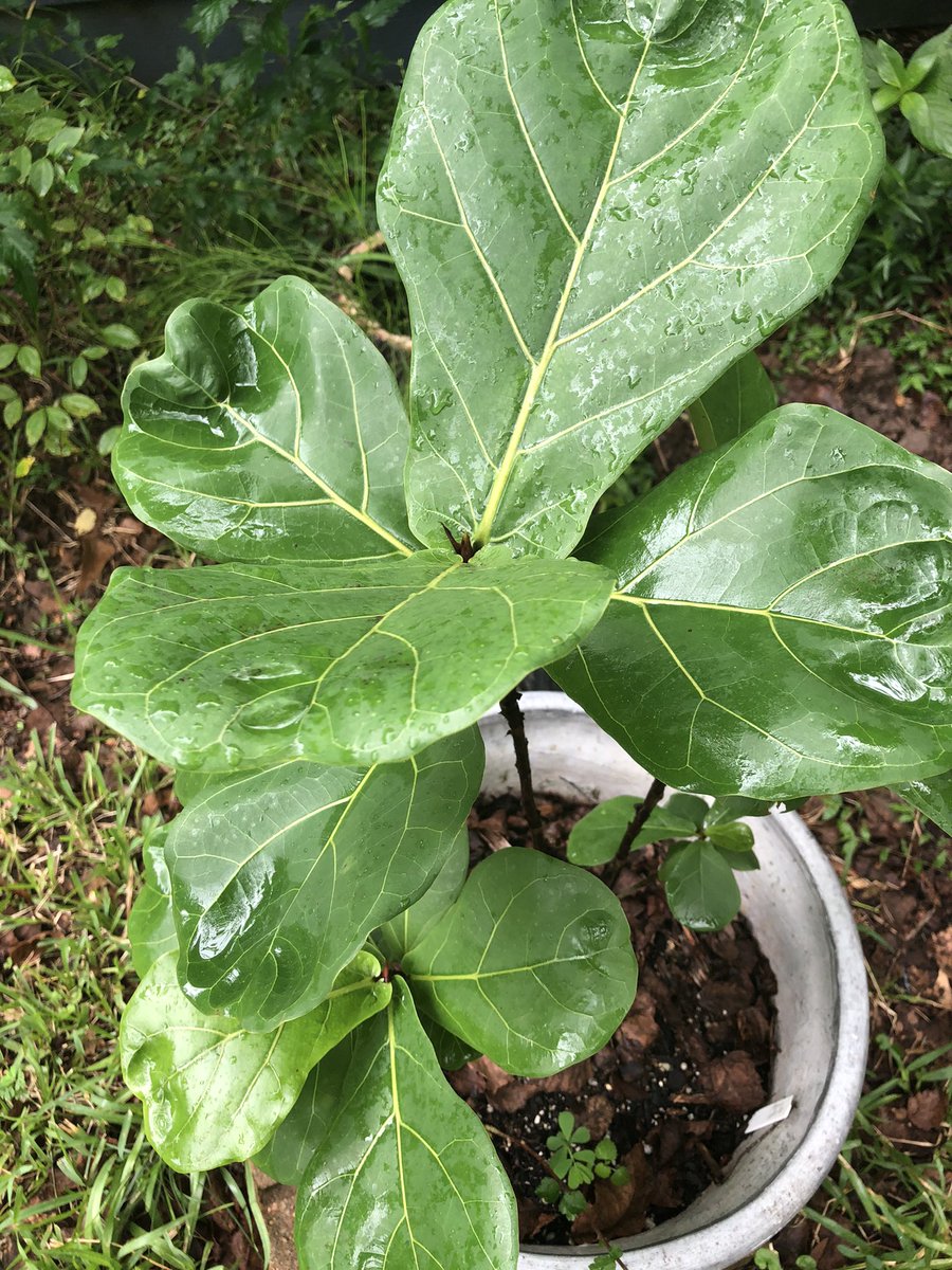 JackpotNick's tweet photo. The #fiddlefig is doing okay in our zen garden so for the time being it will stay there. https://t.co/nj1P6JzxOz