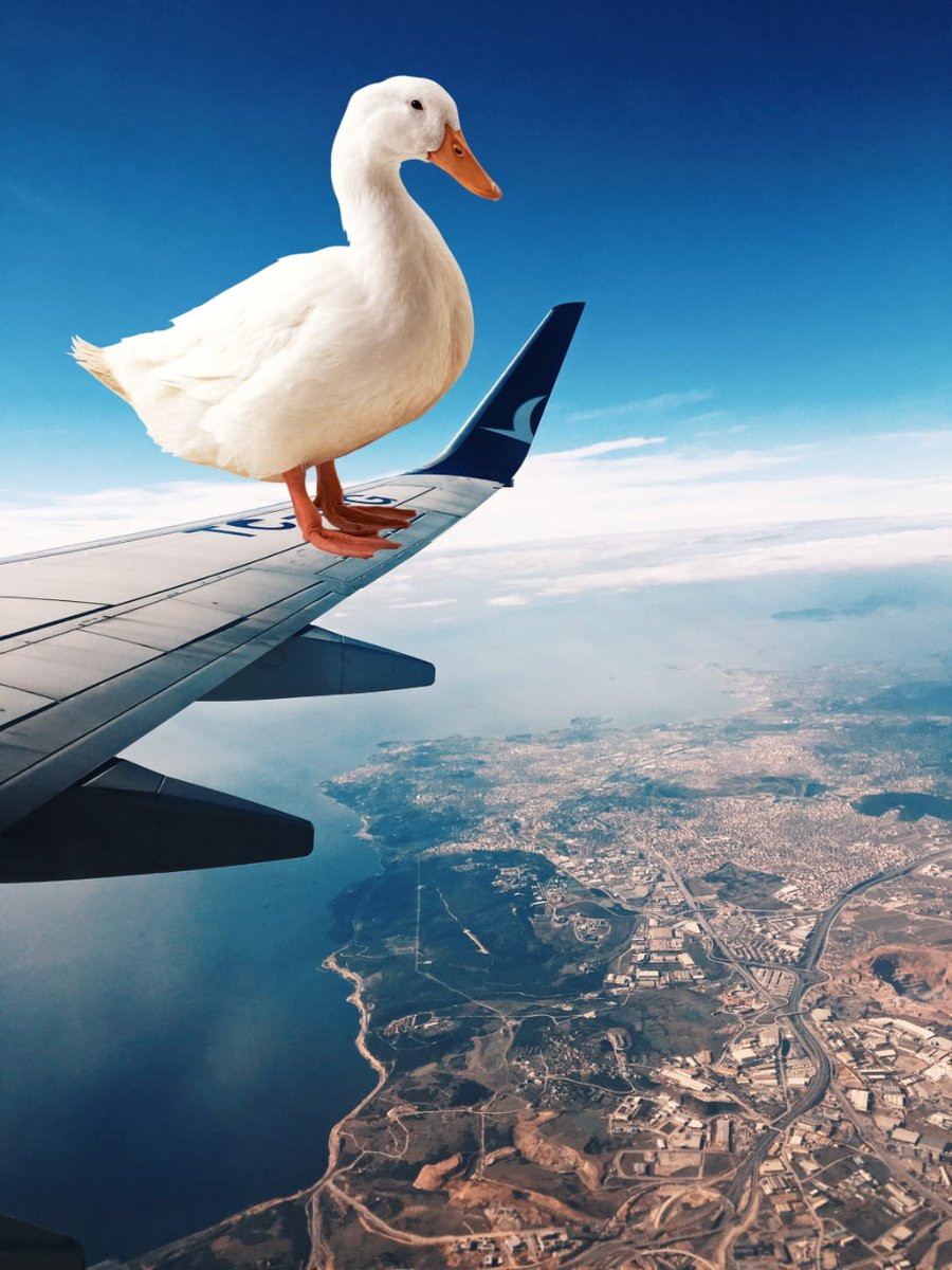 Albert14NFT's tweet photo. WOW its Duck Airlines 🦆✈️

Travel Safe!! Quack Quack

#NFTs #NFTCommunity https://t.co/4wTz5XWC7R