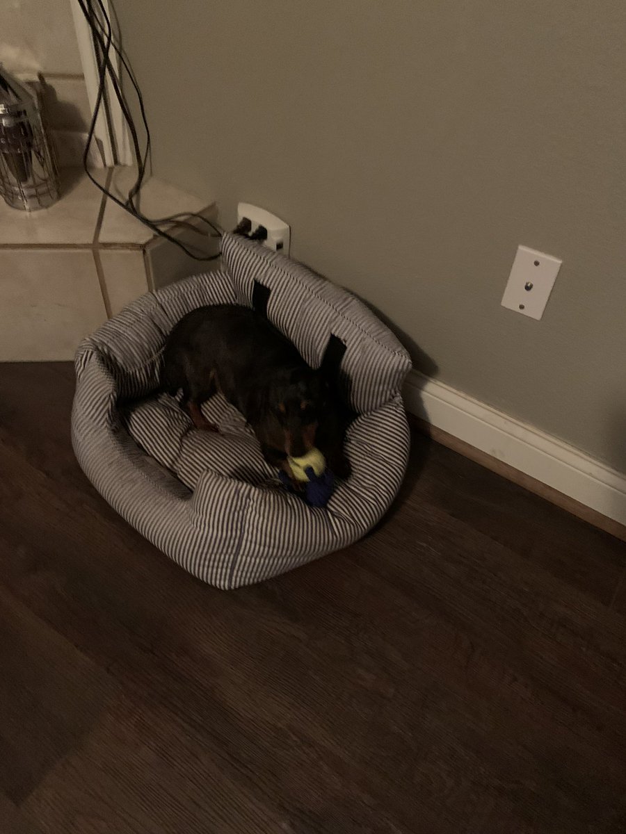 JamesDontTweet1's tweet photo. Sidenote: Really gonna miss Lilly and Jedi while I’m out of town. That’s literally all I can think of right now. Just love these two little snuggle bugs. I’ll be home soon doggies! Not gonna tweet about it though #DogDad #TweetsSuck #Snaps4Life https://t.co/1WWoPAbuAQ