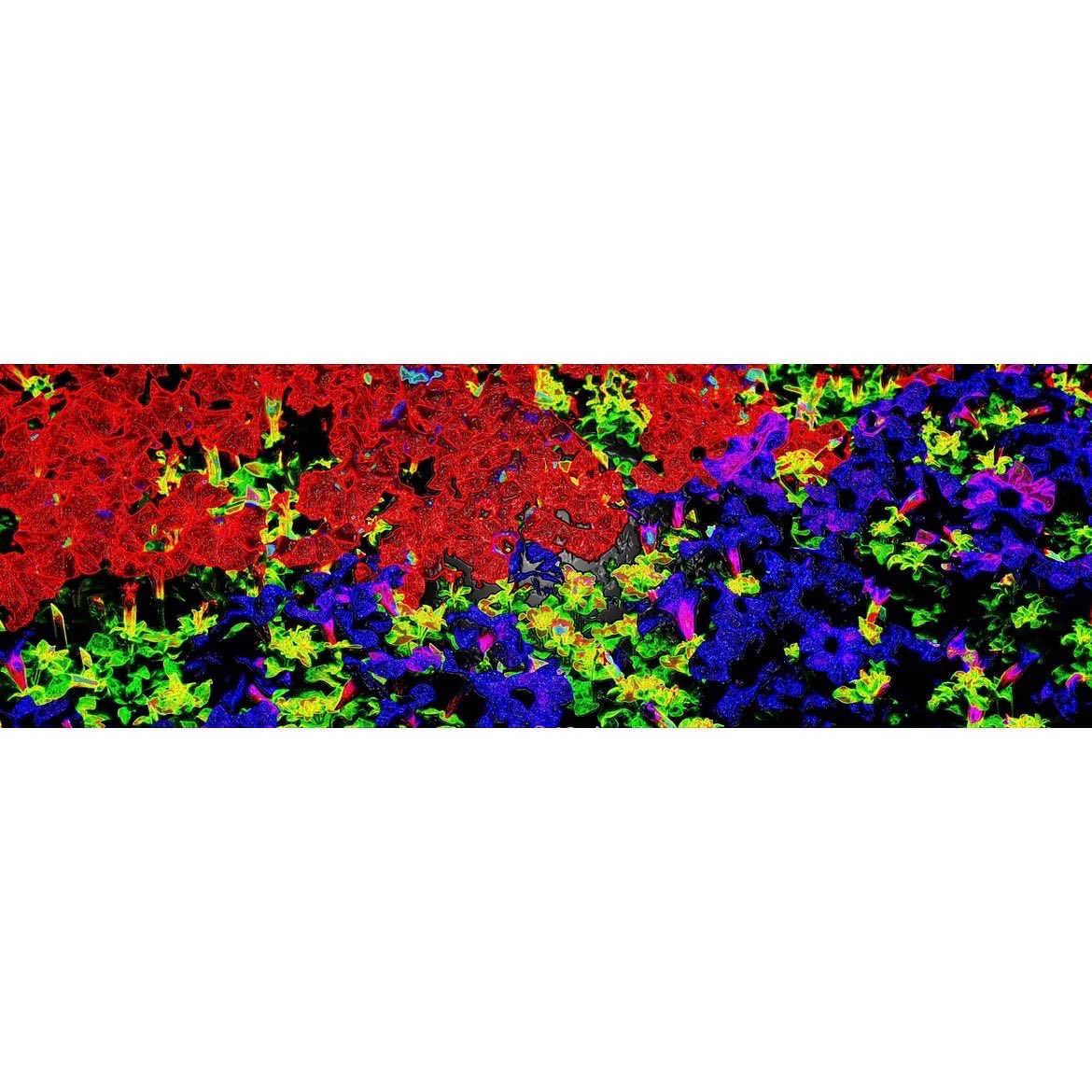 SimoneHesterArt's tweet photo. Photograph or Painting?
It’s one of my favorite pieces because it is an illusion. This originally was a photograph of petunias. Lots of layers to add texture & give it that feeling of a textured acrylic painting.
#panoramic #petunias #simonehesterart #fineart #photography https://t.co/k1lq8gqxoP