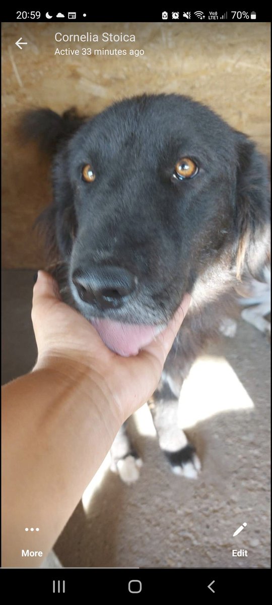 saveastreetdog's tweet image. Poor old Iduna.  Waiting patiently to  come to the UK. I&apos;m sorry Iduna DEFRA have extended thr transport ban again . No comfy sofa or warm fire for you. #reversetheban