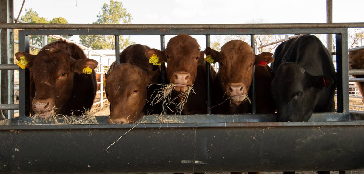 Stockfarmmag's tweet photo. Animal handling involves techniques used to understand and respond to the inherent behaviour of livestock. Read more: https://t.co/pOzMJlnmZS.

@SantamInsurance @ObaroGroup @FNBSA @VleissentraalBs #taltec #agrigauteng #SISlivestockgroup #ENS @Elanco #octavoscene #GMPBasic https://t.co/uhCsbhPHWA