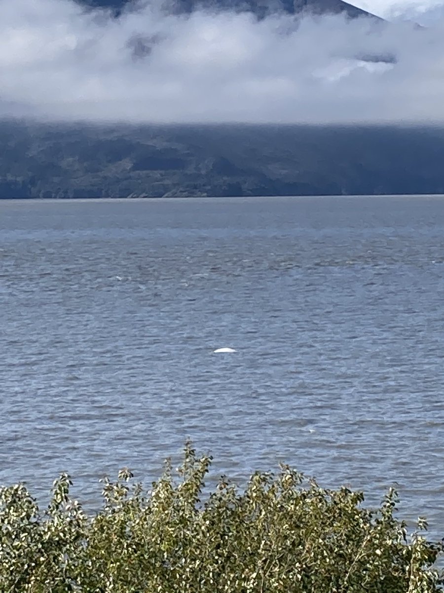 MorganDon72's tweet photo. Safety is everywhere a true safe action is taking a moment to enjoy your surroundings take a breath let it out and decompress! ⁦@AOSafetyUAL⁩ ⁦@Westcoastmike1⁩ ⁦@TomCabral7⁩ ⁦@united⁩ #beluga whale #anchorage https://t.co/dp3t54dd6e