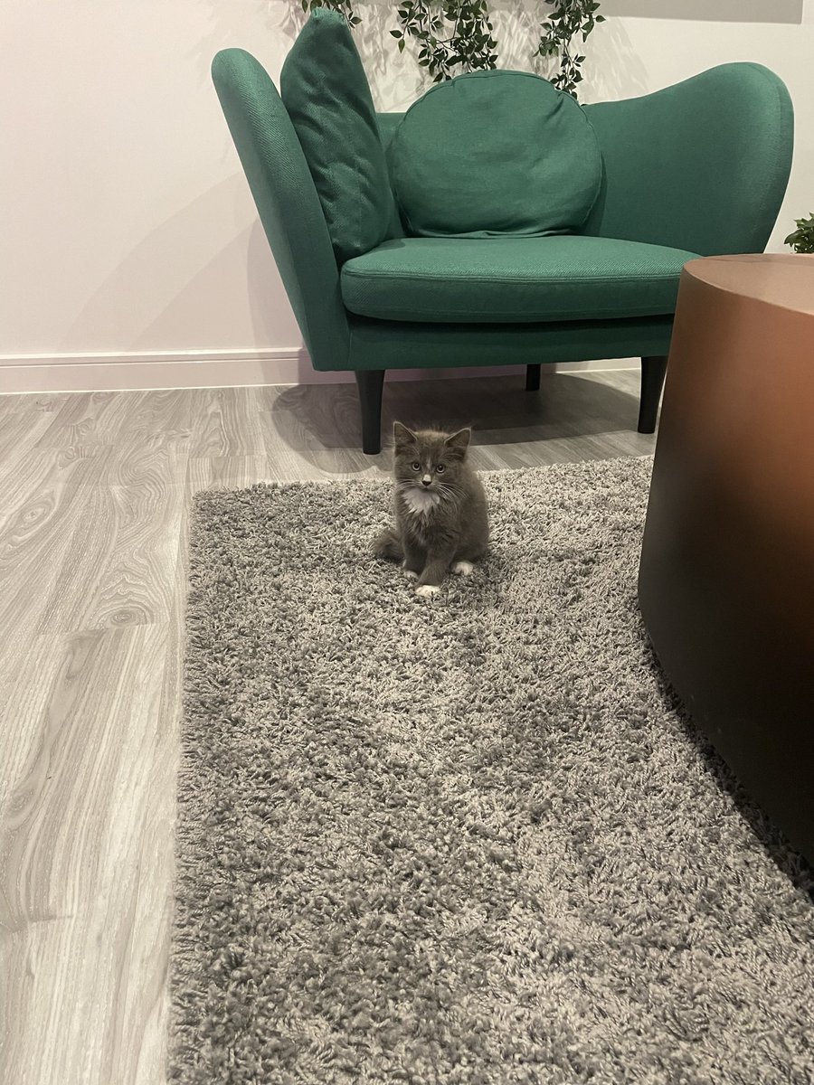 Hello Twitter! Meet Feya 🐱 #CatsOfTwitter #catlovers #cat