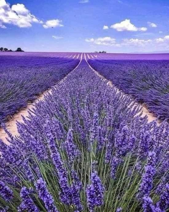 PMigoya's tweet photo. Esto no es Porovenza en Francia 🇫🇷 esto es México 🇲🇽. 
Campos de lavanda .
En el pueblo de Dolores Hidalgo, Guanajuato.
Una belleza de nuestro pais.
Díganme si no vale la pena luchas con todo por este hermoso y generoso país 👇🏻 https://t.co/qbXMvU6Pev