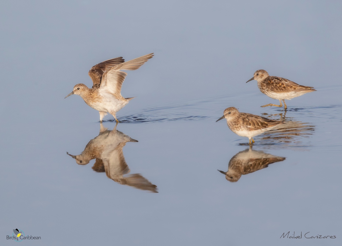 Birds Caribbean tweet media