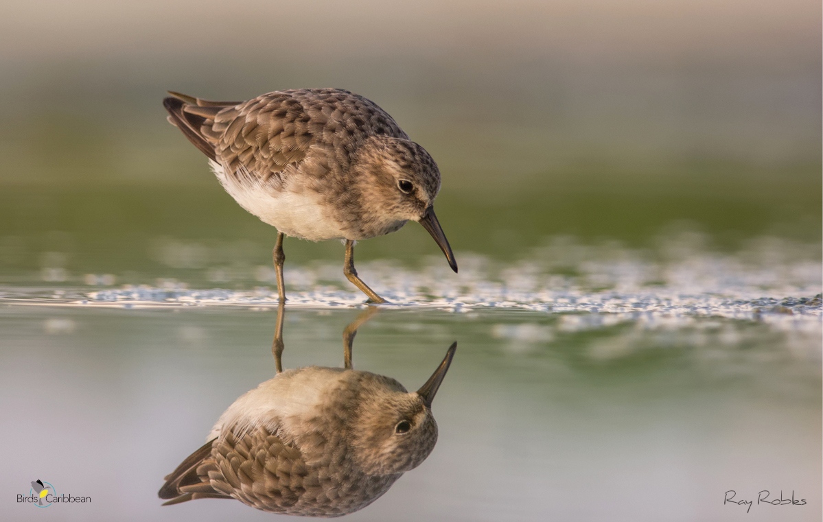 Birds Caribbean tweet media