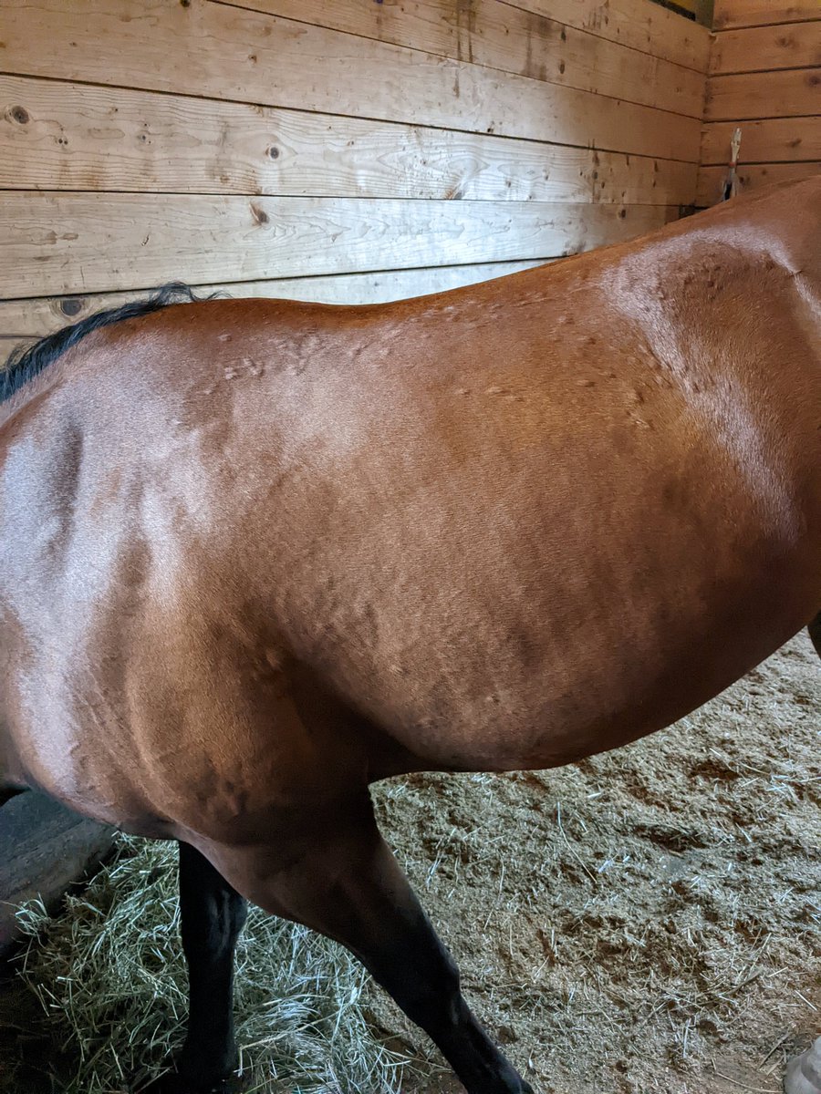 lifewithalula's tweet photo. The hives won't quit despite the meds Alula is on, so I'm having a new vet out next week for a second opinion and potentially an allergy panel. I just want my poor girl to be comfortable! https://t.co/CelArS6znb