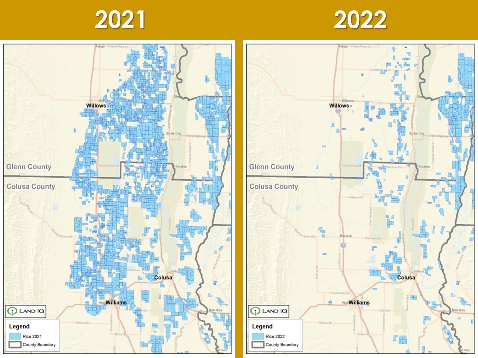 Rice production in California is estimated at just over 250,000 acres this year. Production in Glenn and Colusa counties is virtually zero. #FoodGrowsWhereWaterFlows #Drought