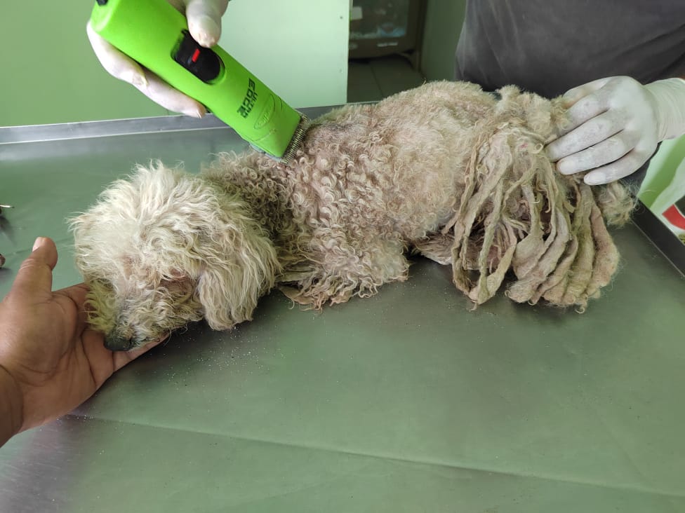 gabbie_viquez's tweet photo. La hermosa Magy requiere una placa de cadera, la mvz sospecha luxación o fractura en patita izquierda.
Pedimos donativo para apoyar a esta nena de aproximadamente 14 años 🥹🥹🥹 cualquier cantidad es muy significativa.
#RT por favor. #Magy 🐾♥️ #Rescatada #Atendida https://t.co/HUXnFaN2nz