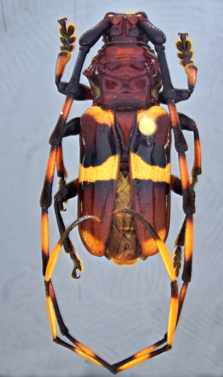 jp_botero's tweet photo. Todo porque hoy es #viernes!
Trachyderes hilaris Bates, 1880, macho (#Cerambycinae, #Trachyderini).
#Especie distribuída en #CostaRica, #Colombia y #Ecuador.
#Cerambycidae #Biodiversidad #Insects #Coleoptera #Cucarrón #Besouro https://t.co/1UWeqrKBAF