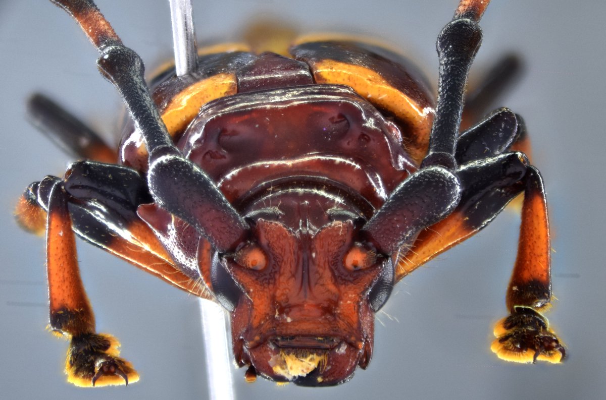 jp_botero's tweet photo. Todo porque hoy es #viernes!
Trachyderes hilaris Bates, 1880, macho (#Cerambycinae, #Trachyderini).
#Especie distribuída en #CostaRica, #Colombia y #Ecuador.
#Cerambycidae #Biodiversidad #Insects #Coleoptera #Cucarrón #Besouro https://t.co/1UWeqrKBAF
