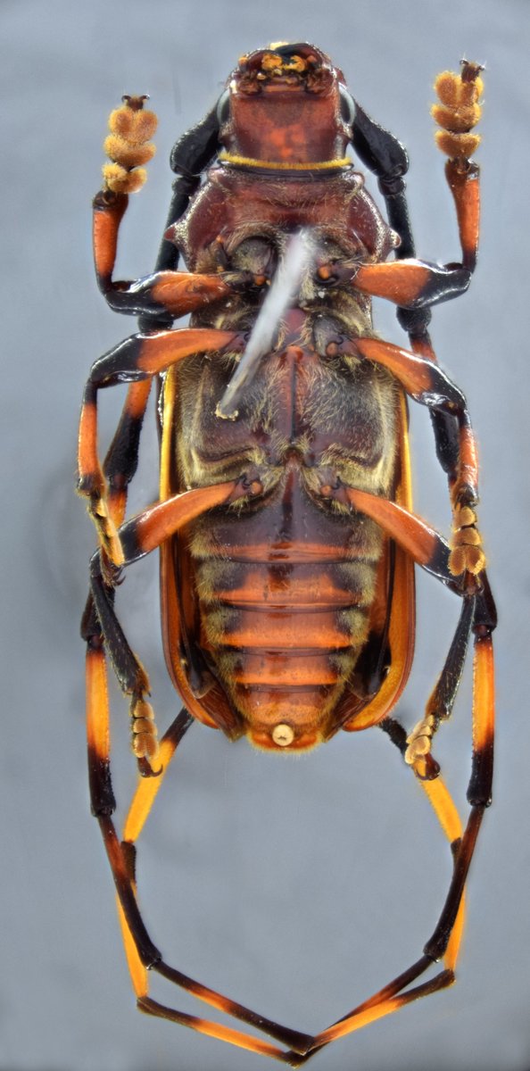 jp_botero's tweet photo. Todo porque hoy es #viernes!
Trachyderes hilaris Bates, 1880, macho (#Cerambycinae, #Trachyderini).
#Especie distribuída en #CostaRica, #Colombia y #Ecuador.
#Cerambycidae #Biodiversidad #Insects #Coleoptera #Cucarrón #Besouro https://t.co/1UWeqrKBAF