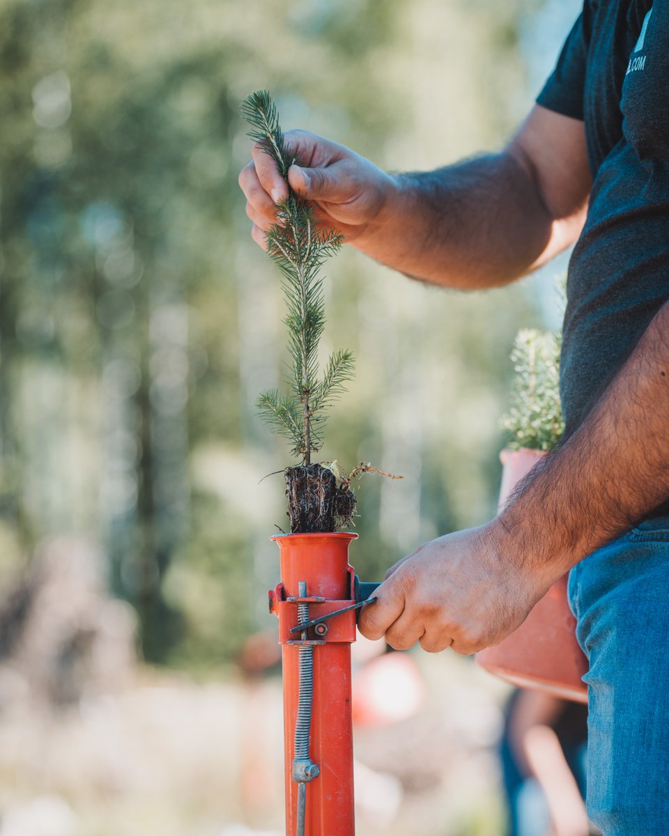 eFlexFuel's tweet photo. Celebrating our 10 years in style by planting trees to reduce #greenhouse gas emissions in transportation.
#eflexfuel #e85 #flexfuel #greenenergy #savethplanet https://t.co/p9ayAnymcT
