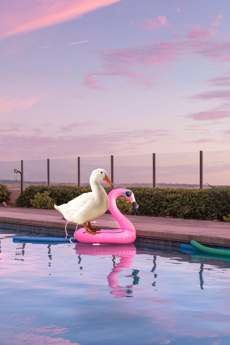 Albert14NFT's tweet photo. HAHAHA Look at out duck in a flamingo floating device 🦆 🦩

#NFTs #NFTCommunity https://t.co/J5MVeVv3Fy