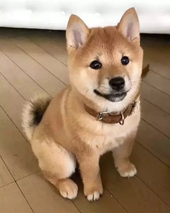TimDekk78952114's tweet photo. @Shibtoken Woof woof 🦴 https://t.co/DaAPWnwKe5
