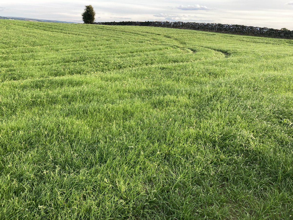 Red clover sowed 23/07. Received post emergence on 27/08. This rain will drive it on