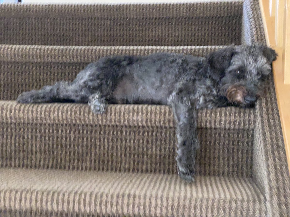 dog_yeg's tweet photo. Just having a little rest on the stairs. https://t.co/yoTKz43Gxw