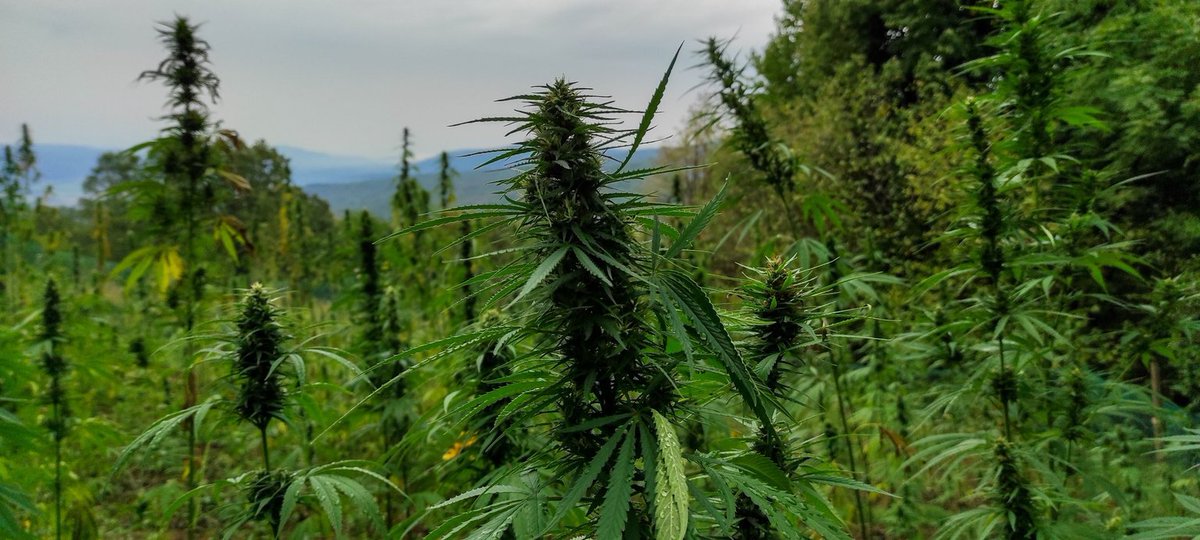 blackberryskunk's tweet photo. #EarnCrypto posting on your #HiveBlogShare #blockchain

September Garden Update 

https://t.co/TBhJS6Nfsq https://t.co/dPPgZgARsg