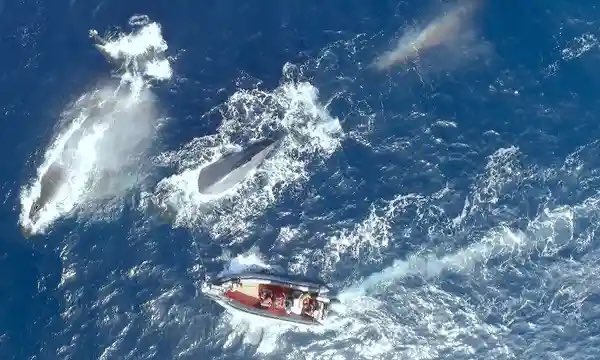 In 1992, scientists discovered the loneliest creature on Earth. It is a whale that has been calling for a mate for two decades. The whale communicates at a frequency not used by any other whales, and so far, has not received a response.